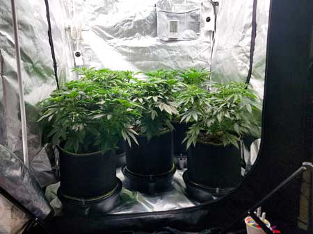 Marijuana vegetative stage day 40 - GrowWeedEasy.com grow journal (side view)