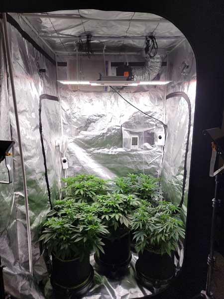 Marijuana vegetative stage, day 40, GrowWeedEasy.com grow journal