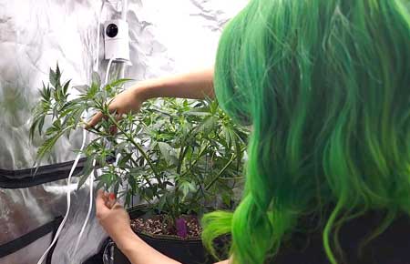 Nebula training plants