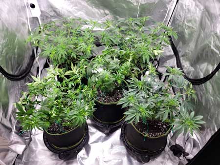 Plants with tallest stems bent over