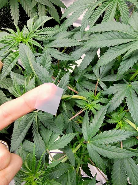 Piece of tape for the snape in teh cannabis stem from bending