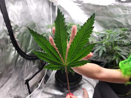 Cannabis Defoliation - Removed all leaves that were hand size or bigger - GrowWeedEasy.com