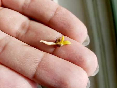 Fully formed seedling embryo