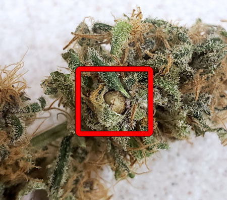 Seedy bud (cannabis nug with seeds inside) - GrowWeedEasy.com