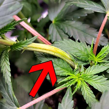 Small snap in stem is an easy fix - growweedeasy.com cannabis grow journal