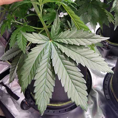 Too dark cannabis leaf - beginning of nitrogen toxicity. GrowWeedEasy.com photoperiod grow journal.