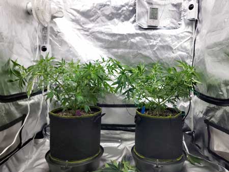 Trained to grow flat and wide with LST - Cannabis grow journal at GrowWeedEasy.com
