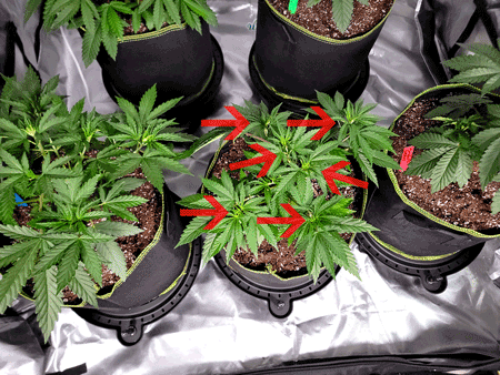 Leaf tucking to expose growing tips