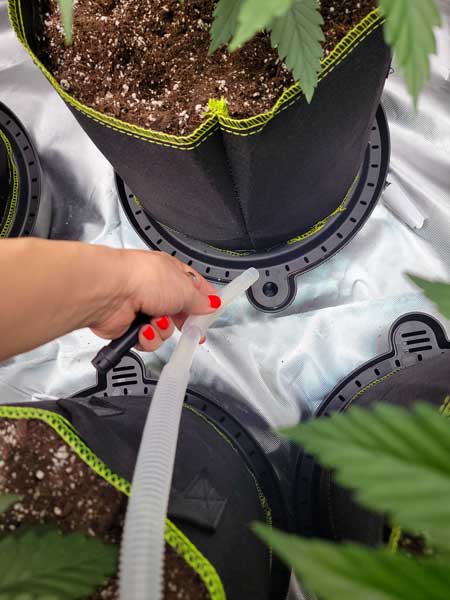 Watering Cannabis in soil using AC Infinity auto-watering pot bases (with a battery-operated water transfer pump)