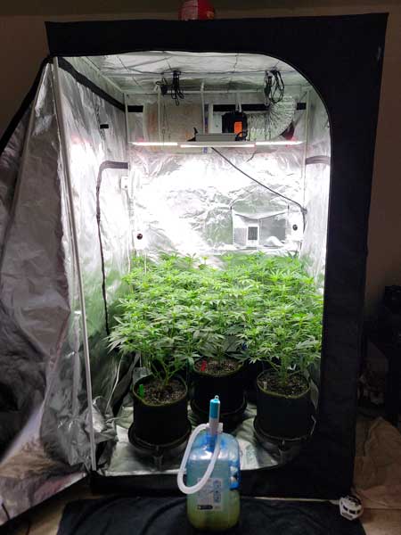 Watering cannabis plants in a no-smell grow tent with a carbon filter - GrowWeedEasy.com