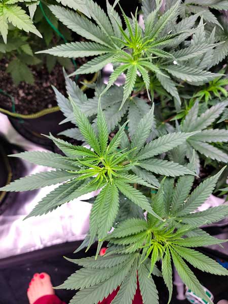 Yellow tips and blue tinted cannabis leaves - signs of a pH problem. GrowWeedEasy.com grow journal