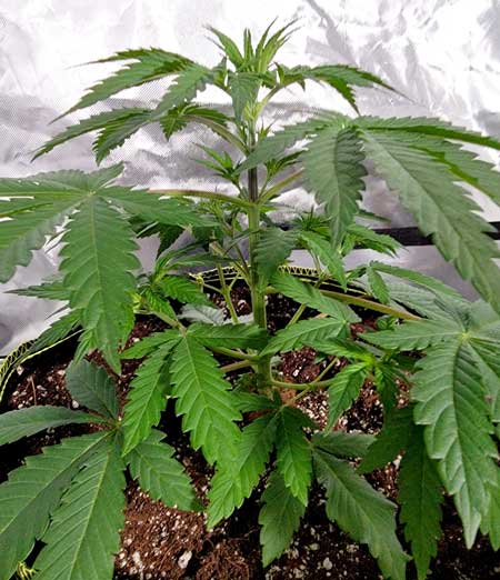 Zkittlez x GG4 marijuana seedling on day 26 from germination - GrowWeedEasy.com grow journal