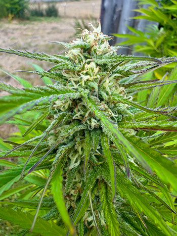 A lovely bud that's about halfway there.