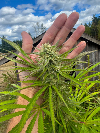 These plants own the car and house
