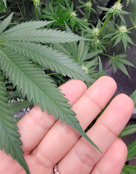 A touch of nutrient burn on this cannabis leaf - GrowWeedEasy.com grow journal