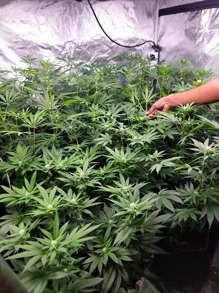 About to supercrop the cannabis plants in the grow tent - Plant training is key to a good home harvest!