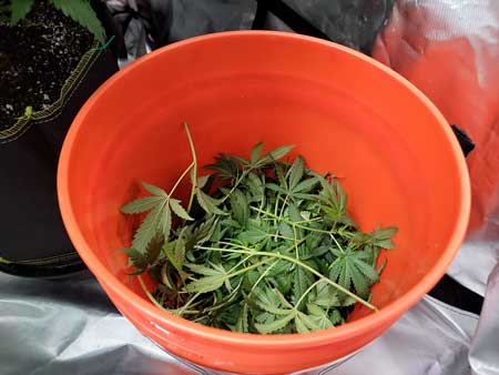 After defoliation and lollipop we filled up half the bucket!