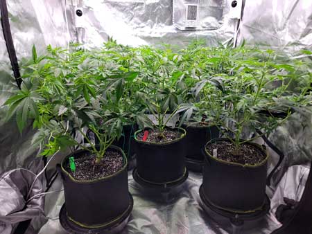 After lollipop and defoliation - GrowWeedEasy.com grow journal