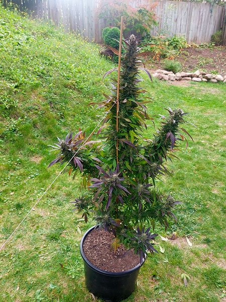 A purple flowering plant looking majestic in someone's backyard.