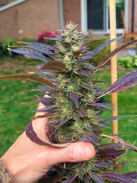Last week was a fistful of bud, now it's a handful of cola!