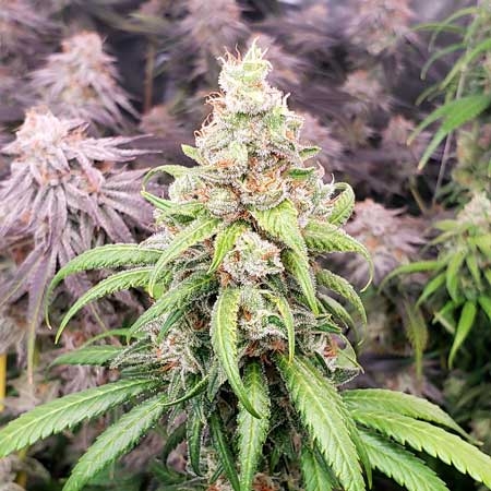 Amnesia Lemon cannabis grown under SF-2000 LED grow light - GrowWeedEasy.com