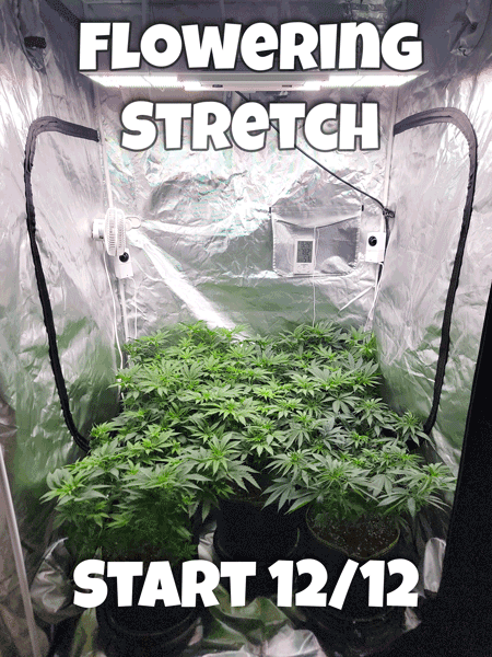 Day 12 through Day 18 after initiating 12/12