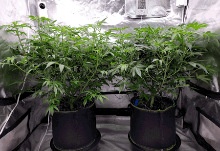 Before and after lollipop gif demonstration - GrowWeedEasy.com grow journal 