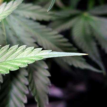 Beginning of nutrient burn - brown tip on leaf - growweedeasy.com cannabis grow journal