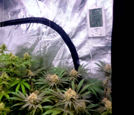 Hang thermometer in tent