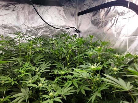 Blue Dream cannabis plant in the back right of the grow tent is tall but not overly so