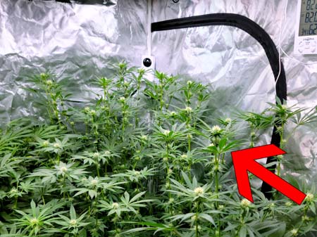 Blue Dream filled the back of the cannabis grow tent with buds (colas)