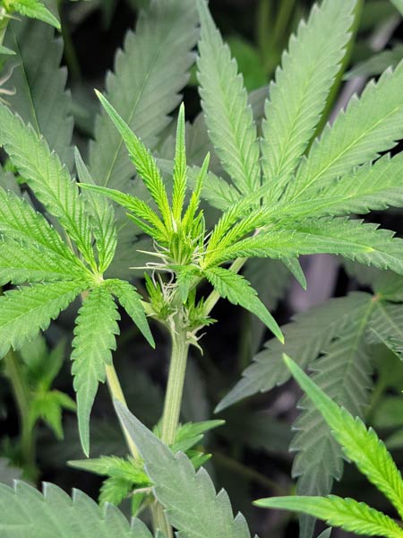 Blue Dream plant had yellow tips on some leaves from high pH