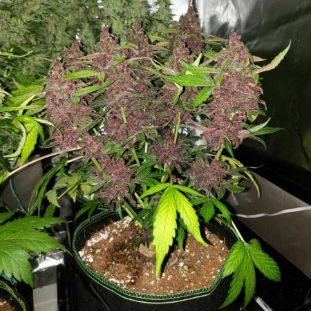 Bright purple buds on this pink kush cannabis autoflower just before harvest. GrowWeedEasy.com