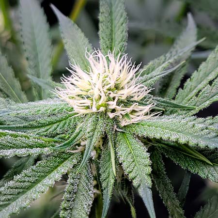 Candy Games #38 flowering day 25 - Cannabis bud closeup