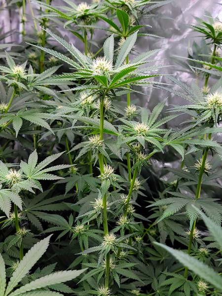 Candy Games #38 Flowering day 25 - lots of stretch with plenty of stem between nodes