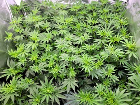 Cannabis plants - Day 58 from germination, day 13 from 12/12. Green leaves, happy plants!