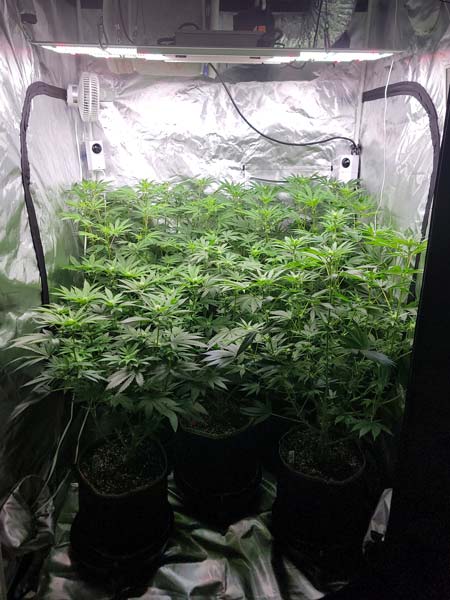 Cannabis day 63 - flowering day 18 - photoperiod grow journal by GrowWeedEasy.com