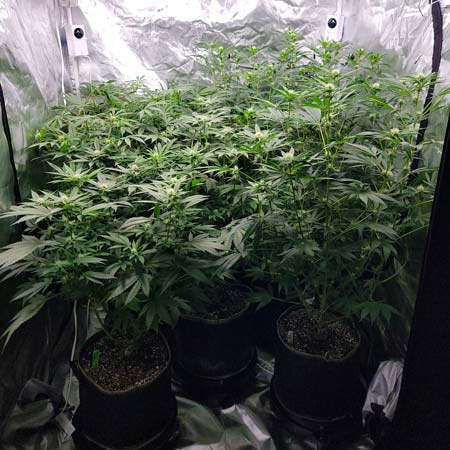 Cannabis day 68 (flowering day 23) GrowWeedEasy.com grow tent journal