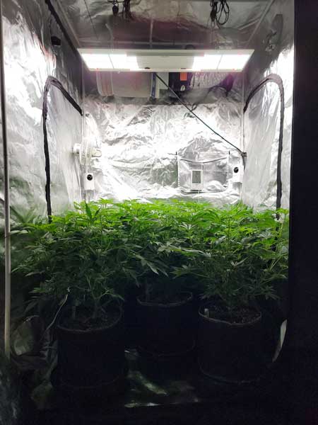 Cannabis flowering day 7 - Bushy and dark, needs a lollipop - GrowWeedEasy.com grow journal