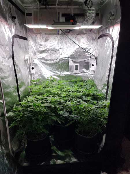 Cannabis grow journal day 52 (flowering day 7) by GrowWeedEasy.com