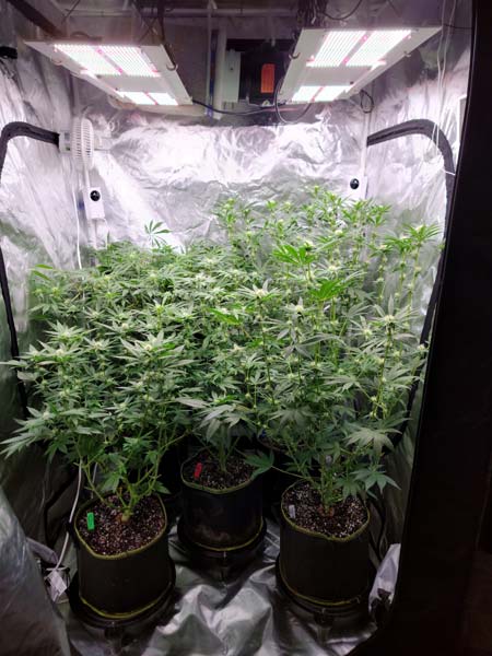 Cannabis grow journal Day 69 (flowering day 24) grow tent - GrowWeedEasy.com