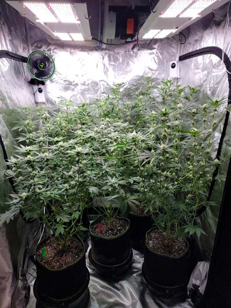 Cannabis grow journal Flowering day 28 (from 12/12) - GrowWeedEasy.com