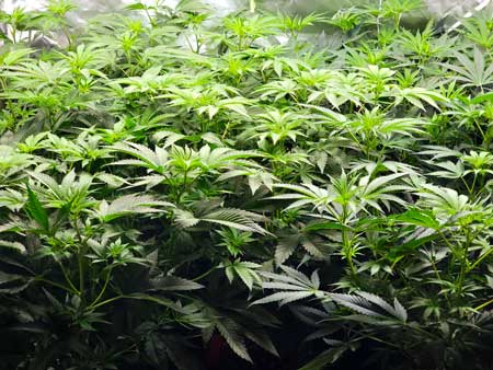 Cannabis leaves - a jungle in there 7 days after initiating 12/12 - GrowWeedEasy.com