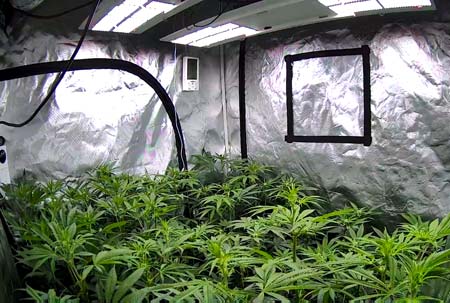 Cannabis plants seem a bit stressed on Flowering day 17