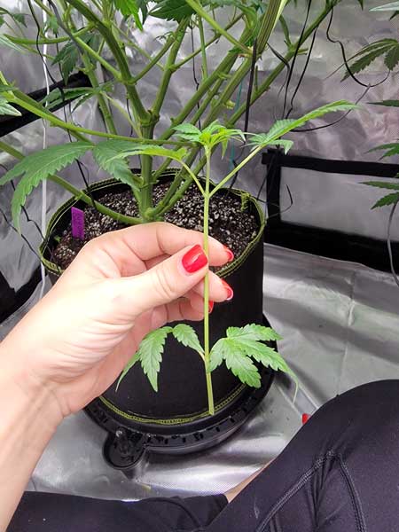 Cannabis training "lollipop" - remove small stems - GrowWeedEasy.com grow journal