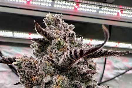 Super sparkly genetics