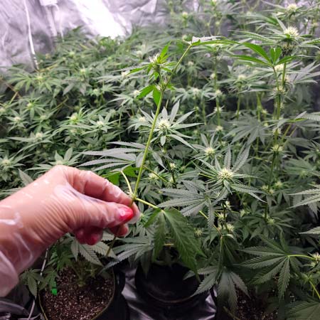 Cut off the smaller lower stems when doing a lollipop