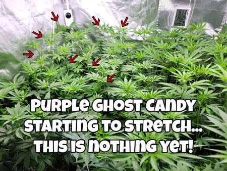 Purple Ghost Candy is Starting to stretch... this is nothing yet!