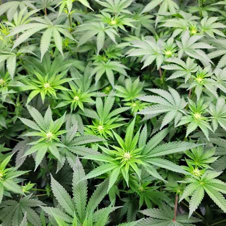 Day 15 from 12/12 - Cannabis plants starting to make buds - GrowWeedEasy.com grow journal