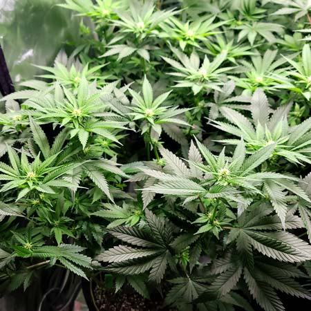 Day 16 since 12/12 - GG4 x Zkittlez plant is growing budlets already - GrowWeedEasy.com grow journal